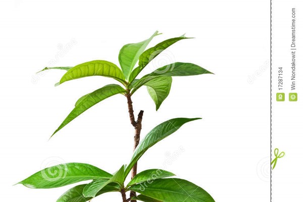 Cái Tết đầu tiên 
