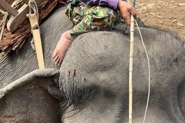Sẽ hỗ trợ Đắk Lắk 2 triệu USD để bỏ hẳn du lịch cưỡi voi - Anh 1