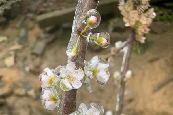 Băng giá xuất hiện trên diện rộng tại huyện Mèo Vạc - Anh 2