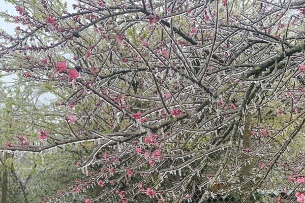 Băng giá xuất hiện trên diện rộng tại huyện Mèo Vạc - Anh 3