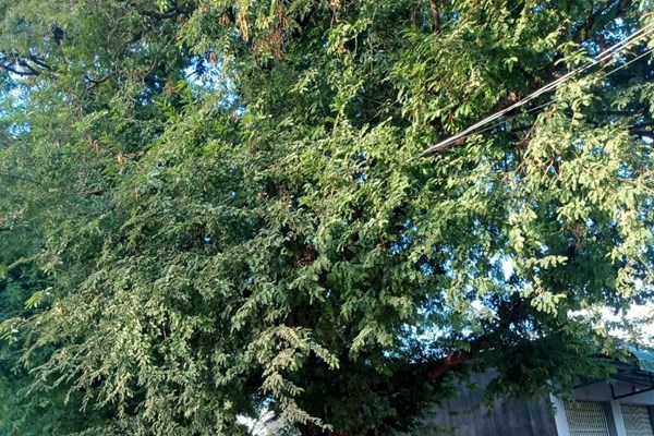 Chứng nhân của miền đất săn voi - Anh 1