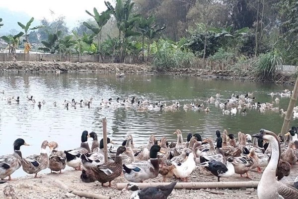 Vịt bầu - đặc sản Lâm Thượng - Anh 2