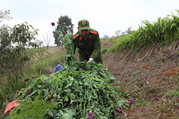Phát hiện, thu giữ số lượng lớn cây thuốc phiện - Anh 1