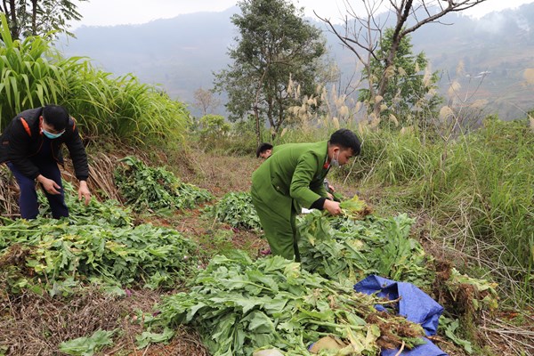 Phát hiện, thu giữ số lượng lớn cây thuốc phiện - Anh 3