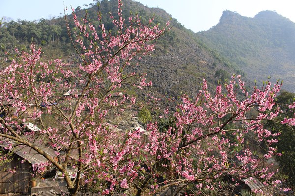 Mê mẩn sắc hoa đào trên cao nguyên đá - Anh 5