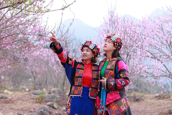 Mê mẩn sắc hoa đào trên cao nguyên đá - Anh 11