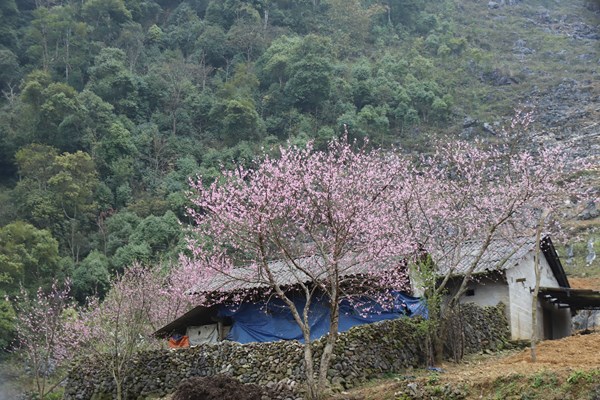 Mê mẩn sắc hoa đào trên cao nguyên đá - Anh 2
