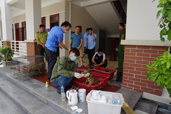 Tang vật vụ buôn bán hổ Đông Dương được bàn giao cho Vườn quốc gia Phong Nha –  Kẻ Bàng - Anh 3