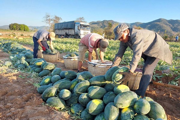 Nước mắt người trồng dưa - Anh 1
