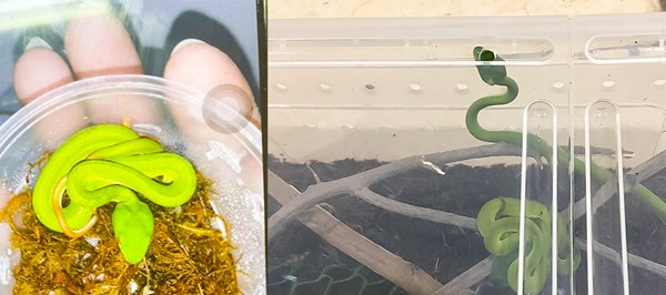 Nguy hại khi nuôi rắn trong nhà làm 