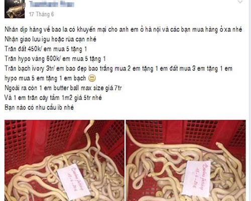Nguy hại khi nuôi rắn trong nhà làm 
