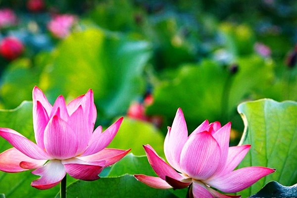 Thơm ngát hương sen quê Bác - Anh 2