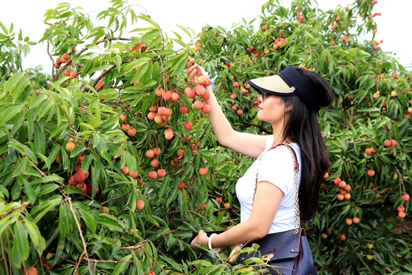 Lục Ngạn phấn đấu thu hút 1 triệu khách tham quan, trải nghiệm vào năm 2025 - Anh 1