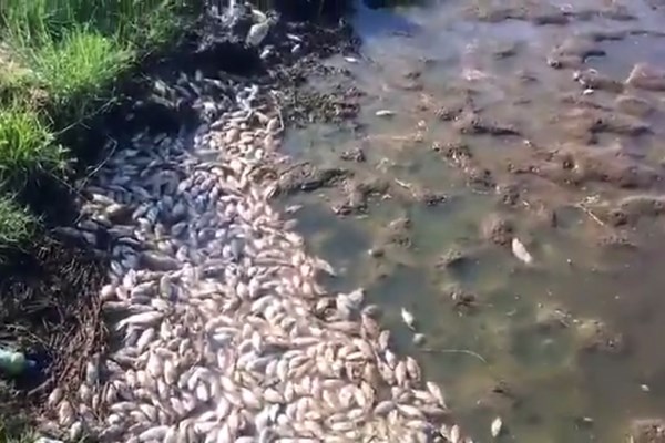 Quảng Ngãi: Cá chết hàng loạt chưa rõ nguyên nhân - Anh 1