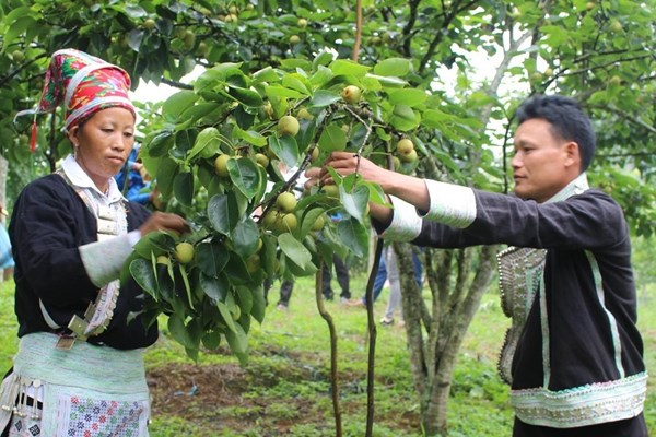 Lên Bát Xát cùng trải nghiệm văn hóa đặc sắc và thu hoạch Lê Tai nung - Anh 1