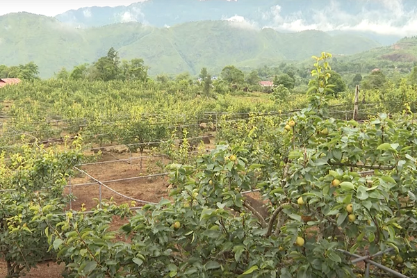 Lên Bát Xát cùng trải nghiệm văn hóa đặc sắc và thu hoạch Lê Tai nung - Anh 2