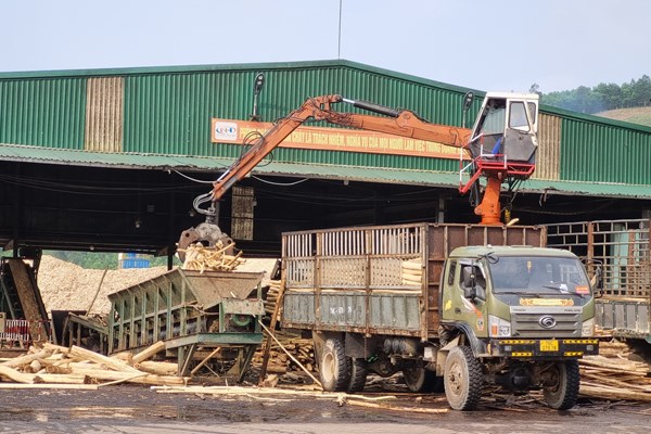 Nông dân Quảng Ngãi ồ ạt bán keo non - Anh 4