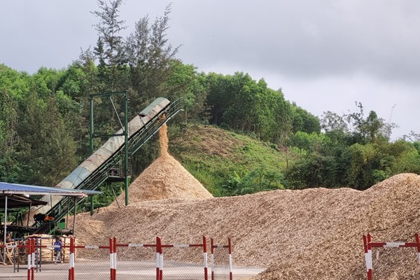 Nông dân Quảng Ngãi ồ ạt bán keo non - Anh 5