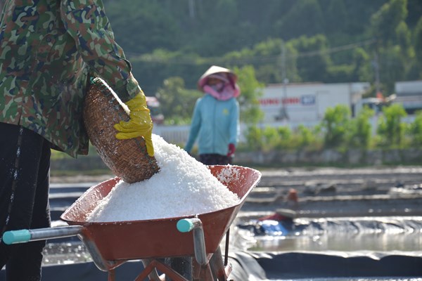 Quảng Ngãi: Giá muối tăng kỷ lục, diêm dân Sa Huỳnh phấn khởi - Anh 3