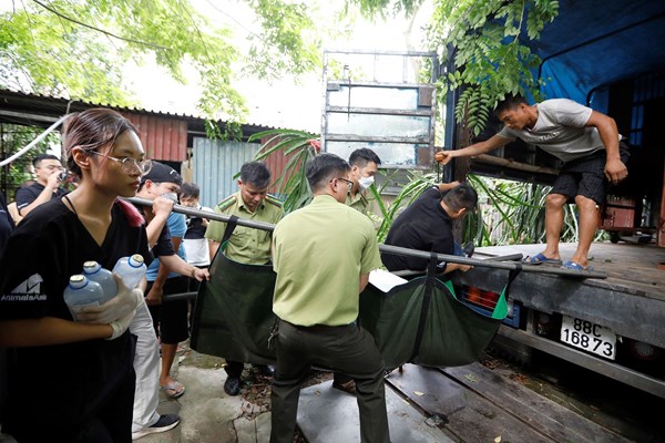 Một trang trại ở Hà Nội giao nộp 7 cá thể gấu ngựa - Anh 2