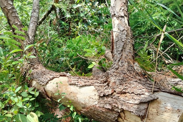 Quảng Nam: Hàng trăm cây thông bị “đầu độc