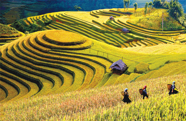 Mù Cang Chải là huyện du lịch tiêu biểu, phát triển bền vững của Yên Bái - Anh 1