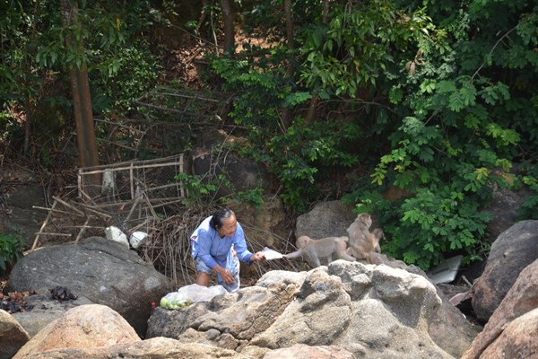 Quảng Ngãi: Chung tay bảo vệ đàn khỉ vàng quý hiếm ở đảo Hòn Trà - Anh 1