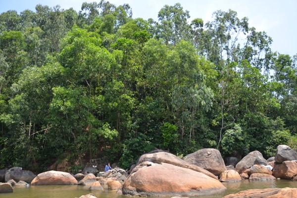 Quảng Ngãi: Chung tay bảo vệ đàn khỉ vàng quý hiếm ở đảo Hòn Trà - Anh 2