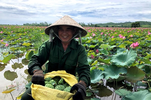 Quảng Ngãi: Người dân Nghĩa Hành bị thất thu lớn vì sen chết hàng loạt - Anh 4