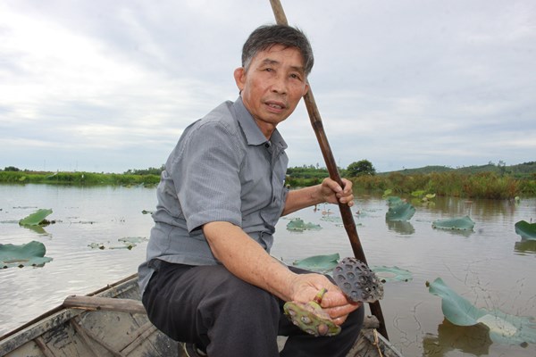Quảng Ngãi: Người dân Nghĩa Hành bị thất thu lớn vì sen chết hàng loạt - Anh 1