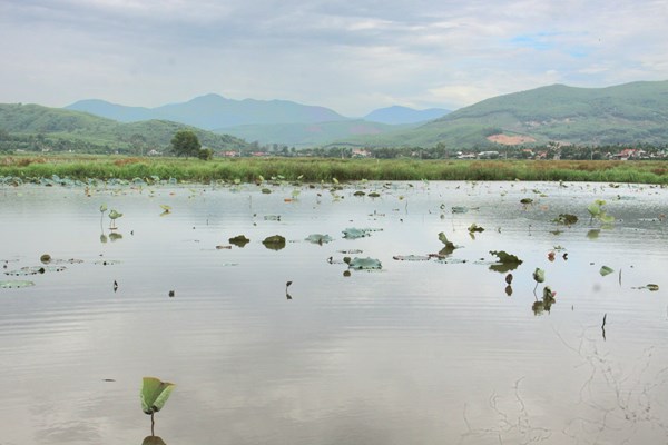 Quảng Ngãi: Người dân Nghĩa Hành bị thất thu lớn vì sen chết hàng loạt - Anh 3