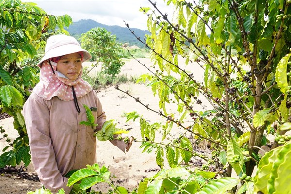Hai thủy điện không hỗ trợ thiệt hại cho người dân ở Kon Tum: “Tối hậu thư” cho hai công ty thủy điện chây ì - Anh 1