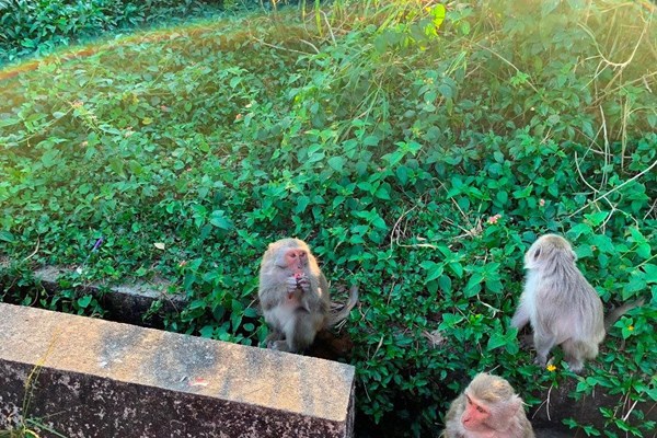 Cần giải pháp bảo vệ môi trường và bảo tồn các loài nguy cấp - Anh 3