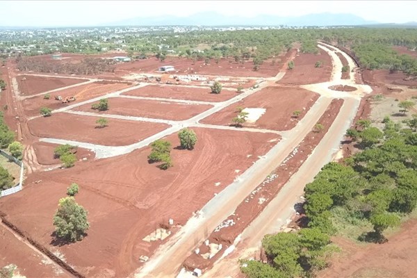 Dự án sân golf Đắk Đoa (Gia Lai) tạm dừng thi công: Xót xa số phận rừng thông cổ thụ - Anh 1