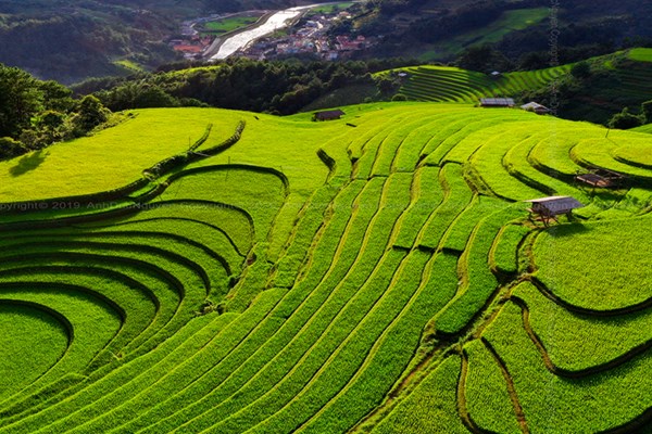 Yên Bái: Hơn 94.500 lượt du khách đến Mù Cang Chải tham quan, trải nghiệm - Anh 1
