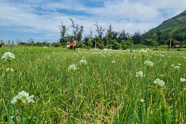 Đến đảo Lý Sơn chiêm ngưỡng bộ xương cá Ông lớn nhất Đông Nam Á - Anh 4