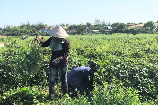 Làng thuốc Nam xứ Quảng - Anh 2