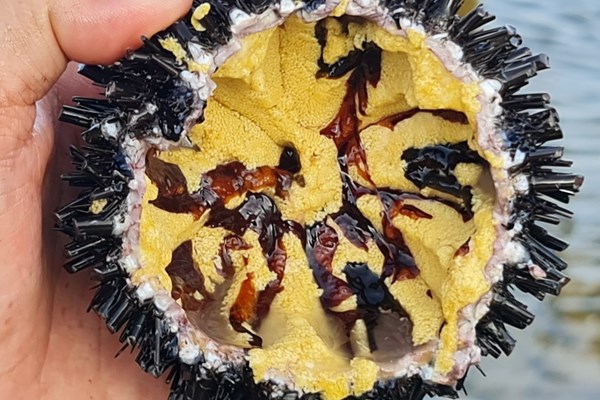 Mùa “săn” nhum biển - Anh 6