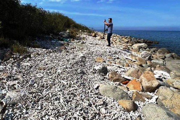Thống nhất giải pháp tổng thể phục hồi rạn san hô trong vịnh Nha Trang - Anh 1