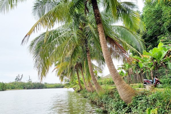 Rừng dừa nước Cà Ninh - điểm du lịch sinh thái hấp dẫn dịp lễ 2.9 - Anh 5