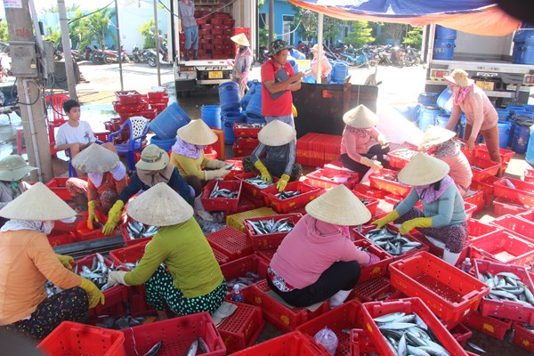Ngư dân Quảng Ngãi phấn khởi chở “lộc biển” về đất liền - Anh 4