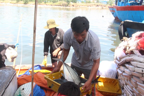 Ngư dân Quảng Ngãi phấn khởi chở “lộc biển” về đất liền - Anh 3