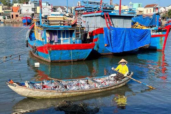 Ngư dân Quảng Ngãi phấn khởi chở “lộc biển” về đất liền - Anh 7