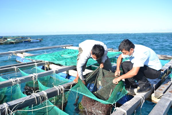 Quảng Ngãi: Bảo vệ, khai thác bền vững nhum sọ - Anh 3