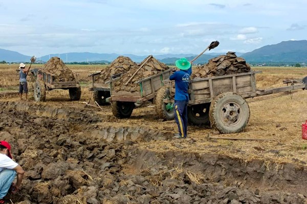 Ninh Thuận: Kỳ bí cánh đồng đất sét Paley Hamu Trok bên bờ sông Quao - Anh 1
