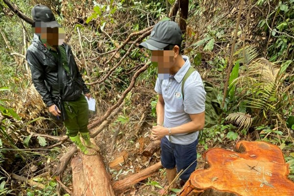 Kon Tum: Bắt giữ 3 đối tượng liên quan vụ phá rừng quy mô lớn ở Mô Rai - Anh 1