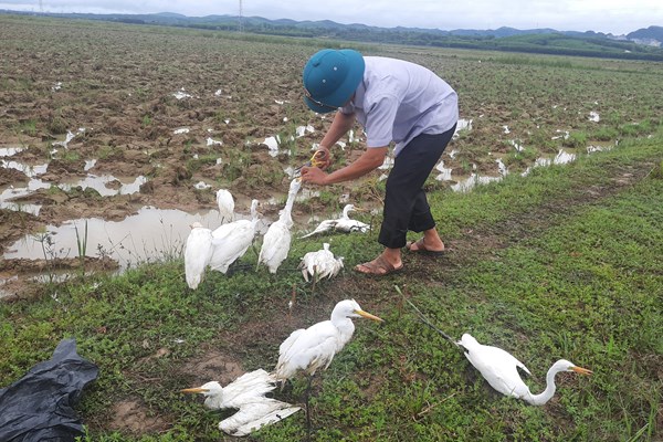 Quảng Bình ngăn chặn tình trạng săn, bắt chim trời mùa di cư - Anh 3
