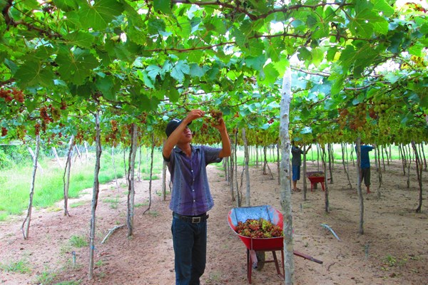 Ninh Thuận quảng bá đặc sản giữa Thủ đô - Anh 3