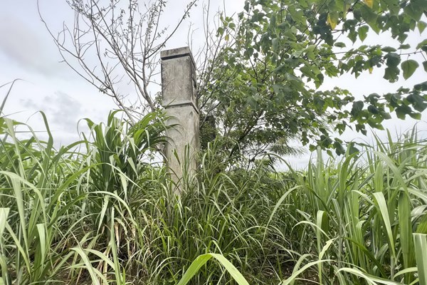 Tiếp bài Biến di tích lịch sử Trại an trí Trà Kê thành “ruộng mía”: Đề nghị người dân không canh tác trong khu vực bảo vệ di tích - Anh 1