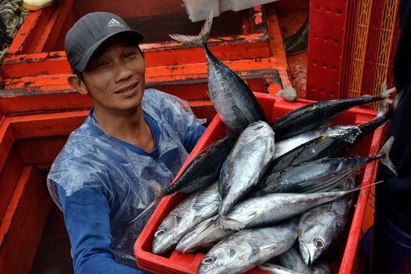Sau bão, ngư dân Quảng Ngãi vươn khơi bám biển - Anh 6